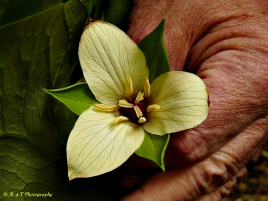 {Trillium 'Amicalola'}